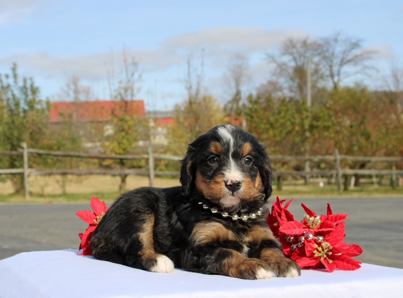 puppy, for, sale, Mini Bernedoodle F2, Matthew B. Stoltzfus, dog, breeder, Gap, PA, dog-breeder, puppy-for-sale, forsale, nearby, find, puppyfind, locator, puppylocator, aca